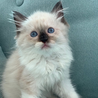 ��żè������ɫ�ܵܣ��Ը����ճ�˼۸�ʵ��