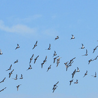 ���ɰ���