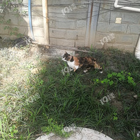 ����èҲ�������