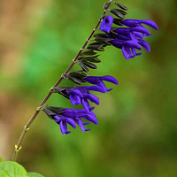 ������ʪ�غɻ�