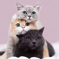 ������è������