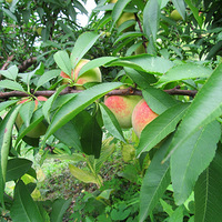 ˶������