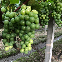 ��һ��ʮ�����ֳ����޼ٻ��������Ӳ�ժ����רҵ������