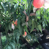 �������е����Ӷ��Ƿ���ˮ����