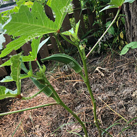 ����Ȼ��ʳ��