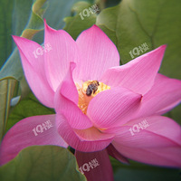 �峿�����ĺɻ�