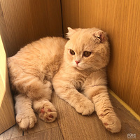 �������ֲ��Ƽ���������è��