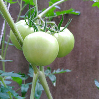 СС�ջ�Ҳ��������