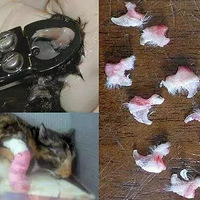 ��è�������룺����ŦԼ�ݷ�ȥèצ����