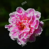 ��̫�����и�