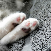 ��è����