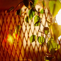 ����һ�����ۣ�ÿһ�춼���µ�