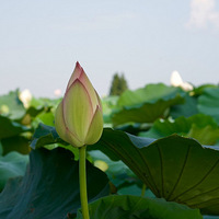 2019.7��ʢ��֮������ɫ