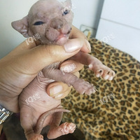 ��ë �ɰ�����ë