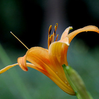 ���кɣ�ˮ�л�