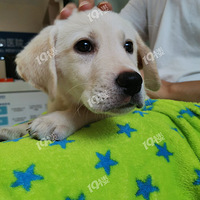 ����զ�칷֤��ֲ��оƬ�Ǹ����õģ���Ҷ�����ô����ί�����ô