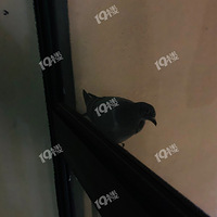 �ǲ��Ǵ�ʧ�ϰ�����̨��ץסһֻ���ӣ�����˵�������ǻʼ�Ѫͳ