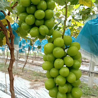 ����õ����Ϯ