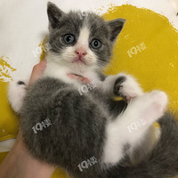 ����Ӣ��Ѱ����