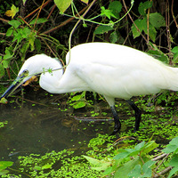 ���س�����