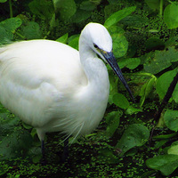 ������С��