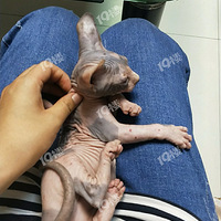 ˹�ҿ�˹  ��ëè  ����