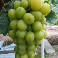 ����õ��������ʽ��ʼ������