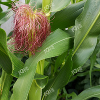 Ѳ��һ���۵�һĶ���ֵ�