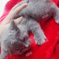 �Լ���è����  �������ˣ�����Ҫ��