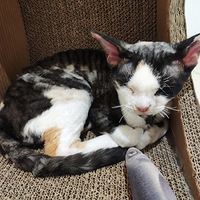 ��ô��ô�ɰ�ѽû���˾�Ŷ