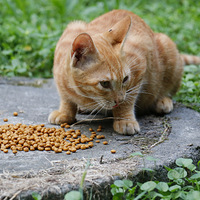 �����ˡ������ˣ�����С��������......