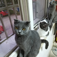 ����Ӣ��������