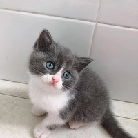 ����Ӣ�̵ܵ����ö���