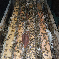 �����Ǹ�������