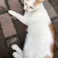 �ذ�����è