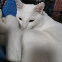 �о��Լ��Ǹ��񾭲�