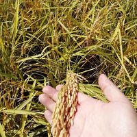 �Բ������峣���׶������� �峣���������