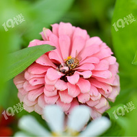 �������̵�