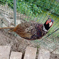 ����Ұ��ҰѼ����