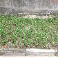 ������չũҵ