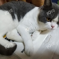 Ӣ��������