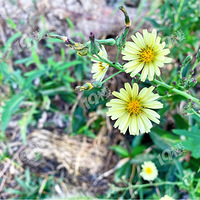 ������Ƿ羰��