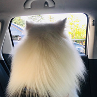 ��һ���⼸��Ĵ�ͼ