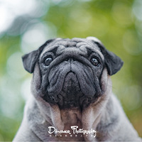 ��������Ŀͻ��򹷽�Ե��������Ľ