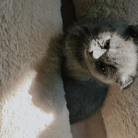 �۶���è����