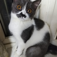 ����Ӣ����è����è