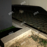 �Ͼ���Է����-˭�ҵ�è����
