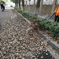 ��ʽ����������Ҷ