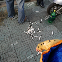 ���⡢ţ���Ǽ�����ֻ���������¾Ʋ˷�ʢ��