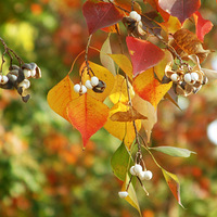 һ����������